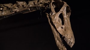 Dinosauren Misty er en af 14 millioner genstande, som Statens Naturhistoriske Museum råder over. Den og flere andre interessante ting er fundet frem fra magasinet til den permanente udstilling 
