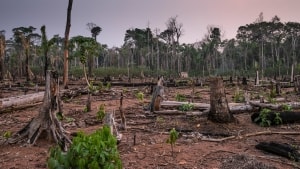 Man kan godt købe certificeret bæredygtig palmeolie på verdensmarkedet. Alligevel afsløres danske virksomheder i at have afbrændt regnskov på samvittigheden. Foto: WWF