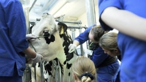 Dyrlægestuderende, som skal operere på en ko. I fremtiden skal det ifølge uddannelsesaftalen også kunne gøres i Foulum i Jylland. Foto: Simon Skipper/Ritzau Scanpix