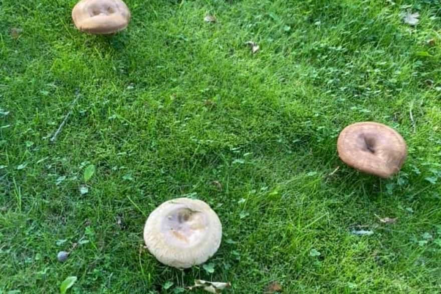 Giftige svampe kostede Tikko Nu melder dyrehospital om flere døde hundehvalpe | fyens.dk