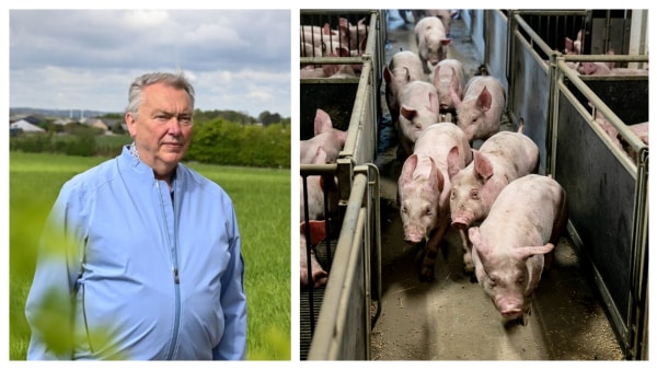 Jens Otto kunne ikke sove, efter grise-brevet var dumpet ind: - Det er en landsbys nådestød