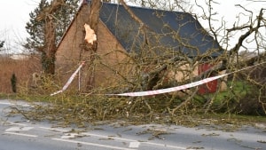 Også på Ryttergade i Tommerup var det svært at passere, da endnu et træ blev sendt mod asfalten. Foto: presse-fotos.dk