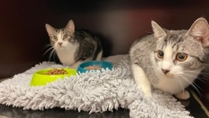 Kattene er nu lagt op til adoption på Dyrenes Beskyttelses hjemmeside. Foto: Aabenraa Dyrehospital