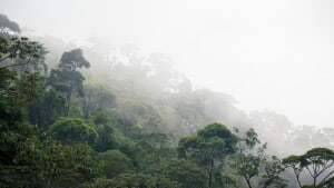 I 2018 mistede verden så meget tropisk regnskov, at det svarer til et område på størrelse med Belgien. I en årrække frem til 2017 så det ellers ud til, at skovrydningen var på vej mod en opbremsning, men motorsavene har atter fået fart på, og sidste år blev det fjerdeværste for regnskovene. Foto: Colourbox