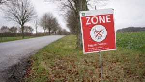 Danmark er igen fri for fugleinfluenza efter en måned uden udbrud. (Arkivfoto.). Foto: Bo Amstrup/Ritzau Scanpix