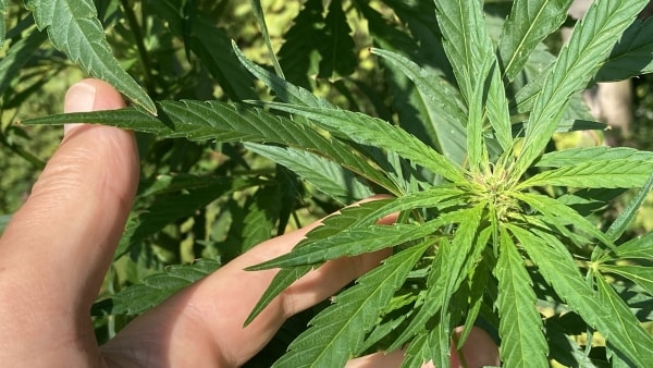 - En spændende sag fra Stengårdsvej: Ung mand taget med masser af hash og stort kontantbeløb