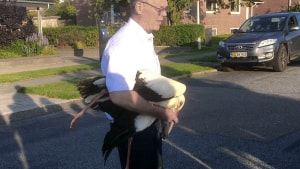 En stork landede i en forhave i et villakvarter i Esbjerg og spankulerede rundt lørdag.