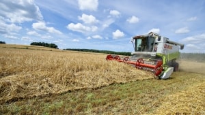 Landmændene forsøger at høste, når kornet er tørt, men det er svært med årets lunefulde sensommervejr. Arkivfoto: Henning Bagger/Ritzau Scanpix