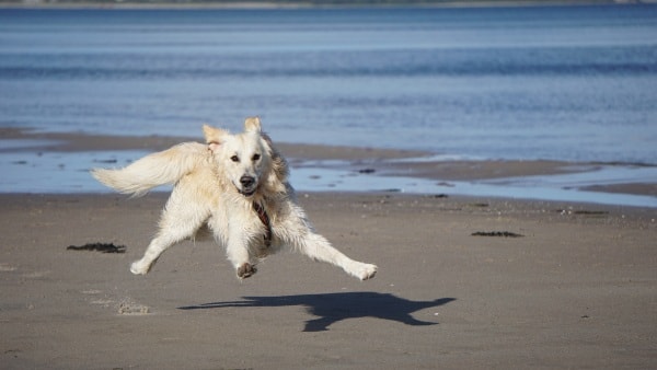 Vidste du det? Blåt flag på stranden betyder forbudt for hunde ugeavisen.dk