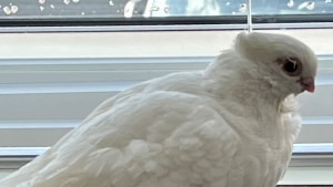 Leif Landgreen i Sjællandsgade har fundet en tam due. Er det mon din? Foto: Leif Landgreen