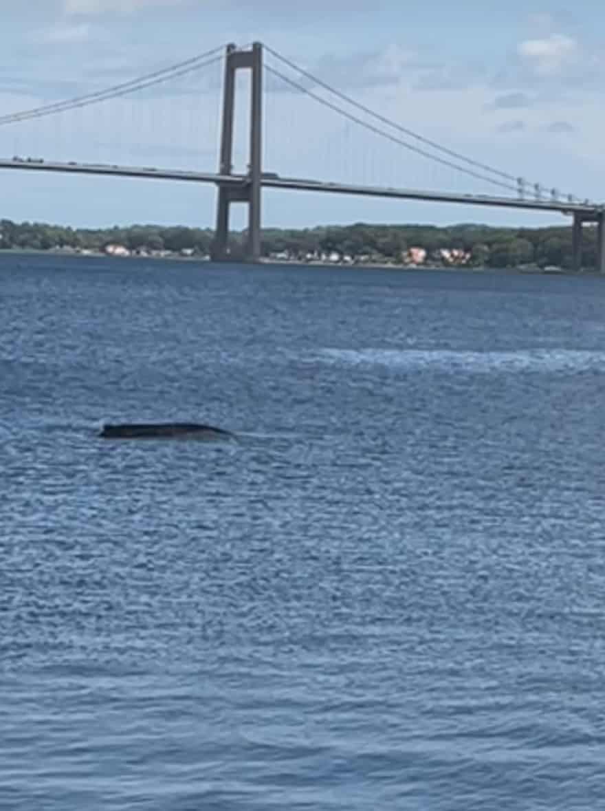 Se Video: Stor Hval Spottet I Lillebælt - Jeg Vil Gætte På, Den Er På ...