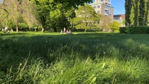 Selv om græsset står højt, bruger borgerne det på gode dage med sol. Foto: Thomas Nielsen-Grøn