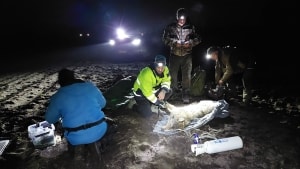 Forskere fra blandt andet Aarhus Universitet bedøver en ung hanulv i Borris Skydeterræn i Vestjylland for at udstyre den med et gps-halsbånd kort før midnat den 6. december. Foto: Aarhus Universitet og Naturhistorisk Museum Aarhus