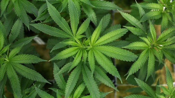 Ny ryger rabatten: Ung mand udeblev fra tilståelsessag om hjemmedyrket cannabis