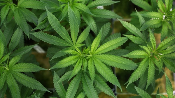 Lidt for grønne fingre: Risikerer fængsel efter fund af ulovligt gartneri