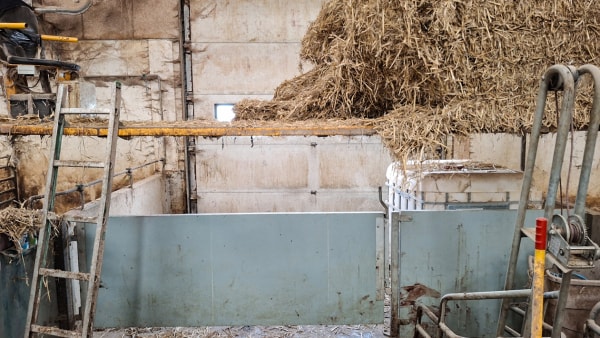 Arbejdsulykke i svinestald: Ansat gled og faldt 1,5 meter           
ned - Nu er der konsekvenser