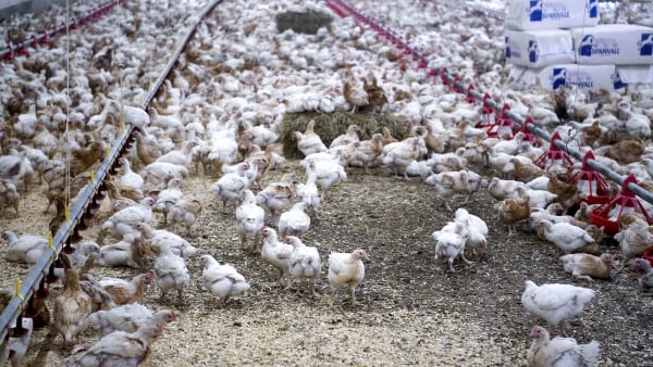 Fynsk hønsefarm ramt af fugleinfluenza: 67.000 dyr skal aflives