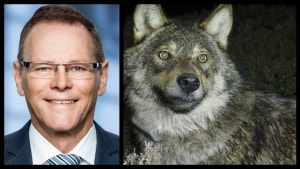 Folketingsmedlem og miljøordfører for Venstre Erling Bonnesen mener, at der nu er ved at være for mange ulve i Danmark. Han mener også, at det skal være muligt at jage ulven mere intensivt i Danmark. Arkivfotos