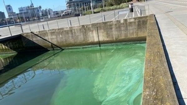 Advarsel! Der er giftige alger i havnen