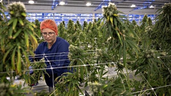 Flere lægehuse udskriver medicinsk cannabis - ét sted skiller sig markant ud: Se hele listen her