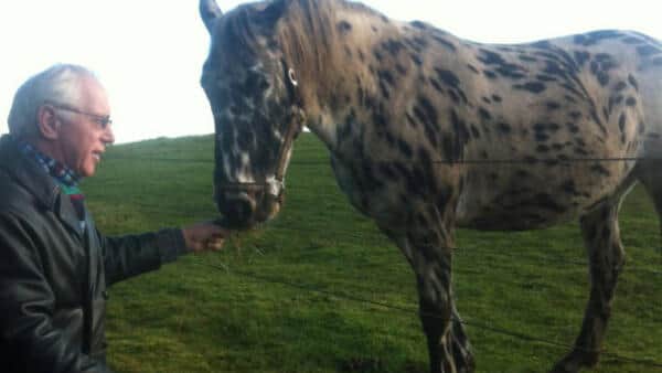 Læserfoto: Hvid-sort plettede »Pippi Langstrømpe« hest | jv.dk