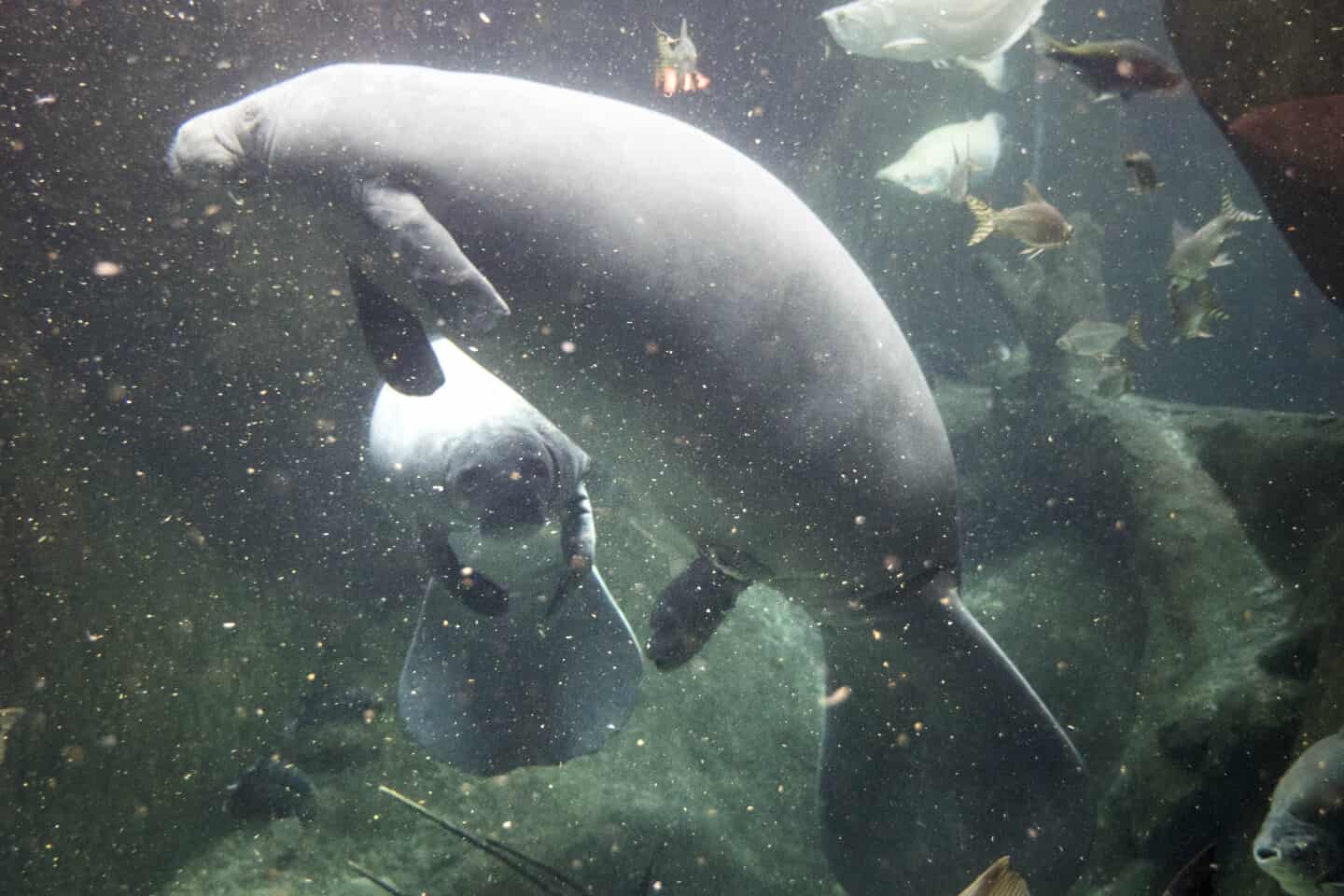 Odense Zoo Sokounge Dode Under Fodslen Fyens Dk
