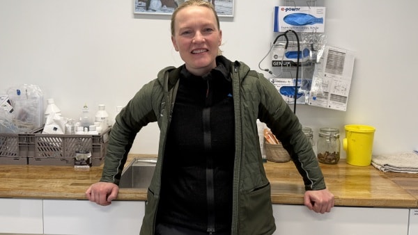 Dyrlæges ekstreme videoer hitter - en har tre millioner visninger: - De involverer tit en skalpel