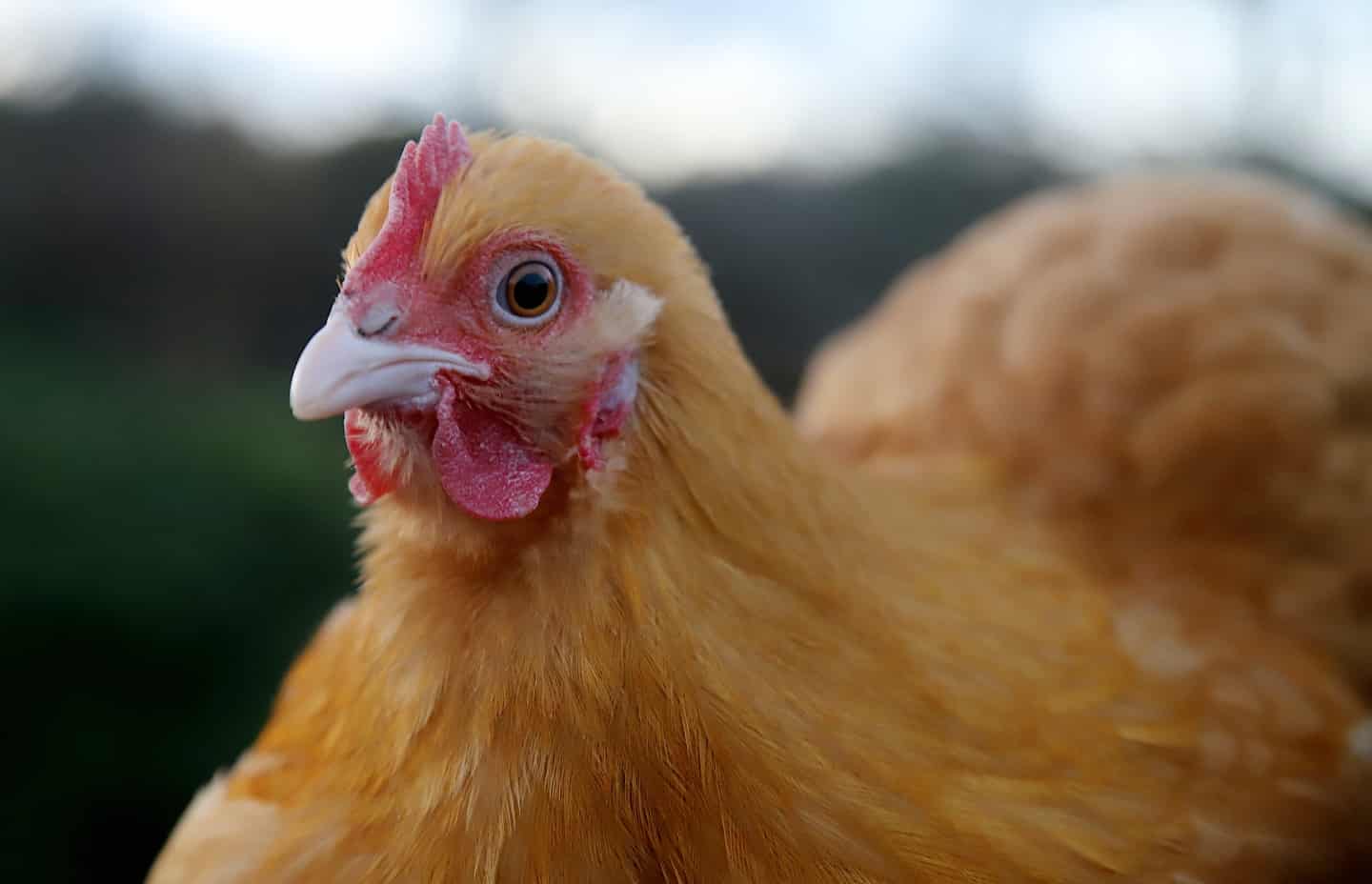 Høne får hugget hovedet af foran gæsterne: - Det er mest voksne, der ...