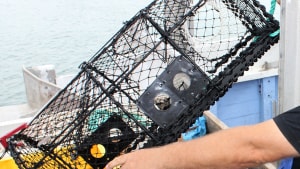 En hummertejne er et fiskeredskab, der kan se ud som eksempelvis denne, der ikke har med det aktuelle tyveri fra Brejning Strand at gøre. Arkivfoto