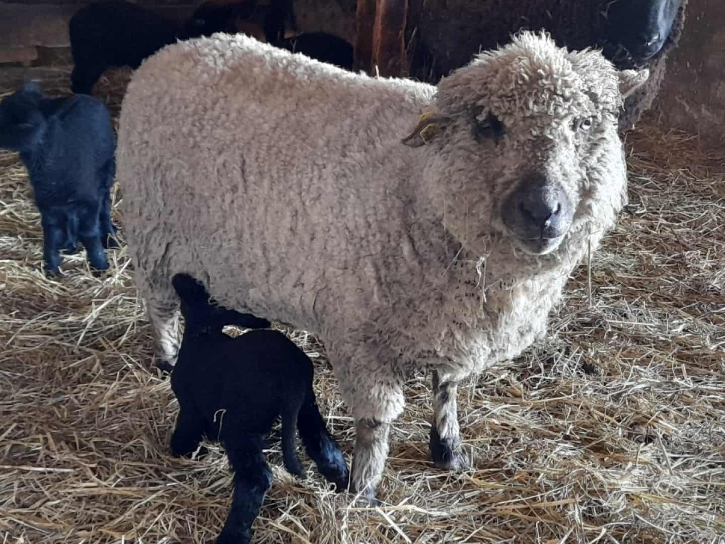 Fåret Ingeborg Blev Angrebet Af Hunde Og Måtte Aflives: - Et Frygteligt ...