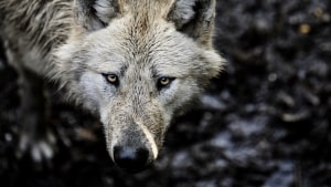 Ulven er fundet på Esbjergmotorvejen og er overdraget til Naturstyrelsen. Der er ikke nogen billeder af den påkørte ulv, men man er ved at undersøge nærmere, hvilken slags ulv der er tale om, og hvor den stammer fra. Arkivfoto: Mette Mørk