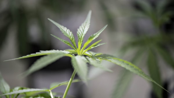Hash-producent sat ud af spillet: Dyrkede cannabisplanter i drivhus ved Humble