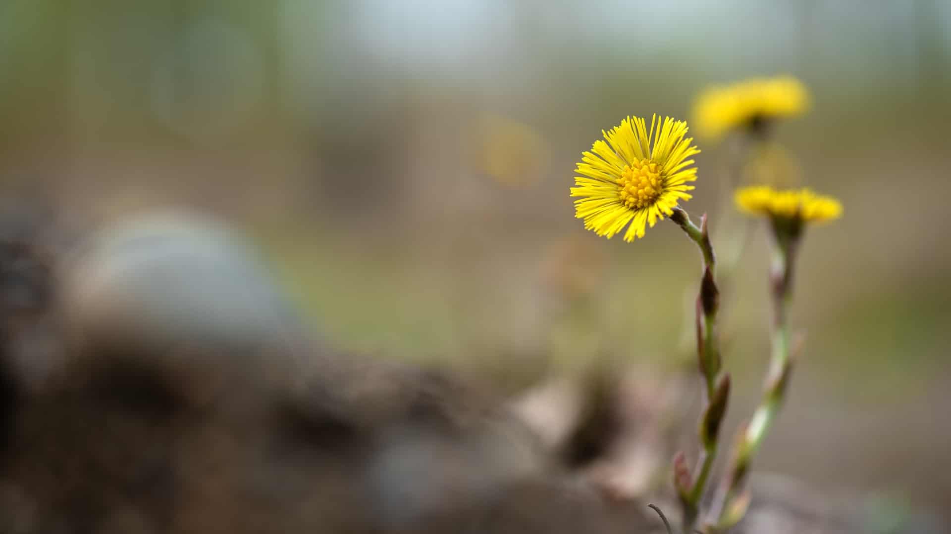 Følfod og Fællessang | ugeavisen.dk