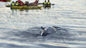 En sejhval har siden 27. november huseret i Mariager Fjord. Fredag blev den fundet død, og nu skal hvalen så bjærges og senere obduceres. Hvalen har været noget af et tilløbsstykke, både i levende live og i død tilstand.