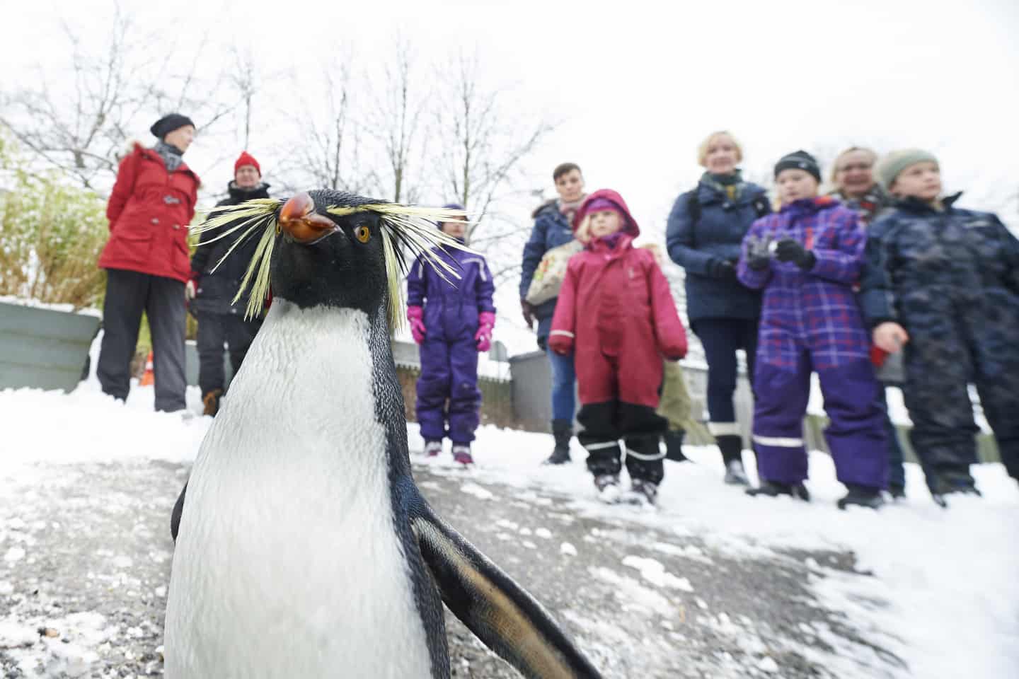 Pingviner Pa Springtur I Den Tykke Sne Fyens Dk