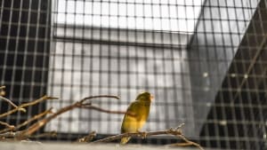 En af de eksotiske fugle i volieren i Doktorparken nyder både lys og tørvejr under et af de nye ovenlysvinduer. Foto: Annelene Petersen