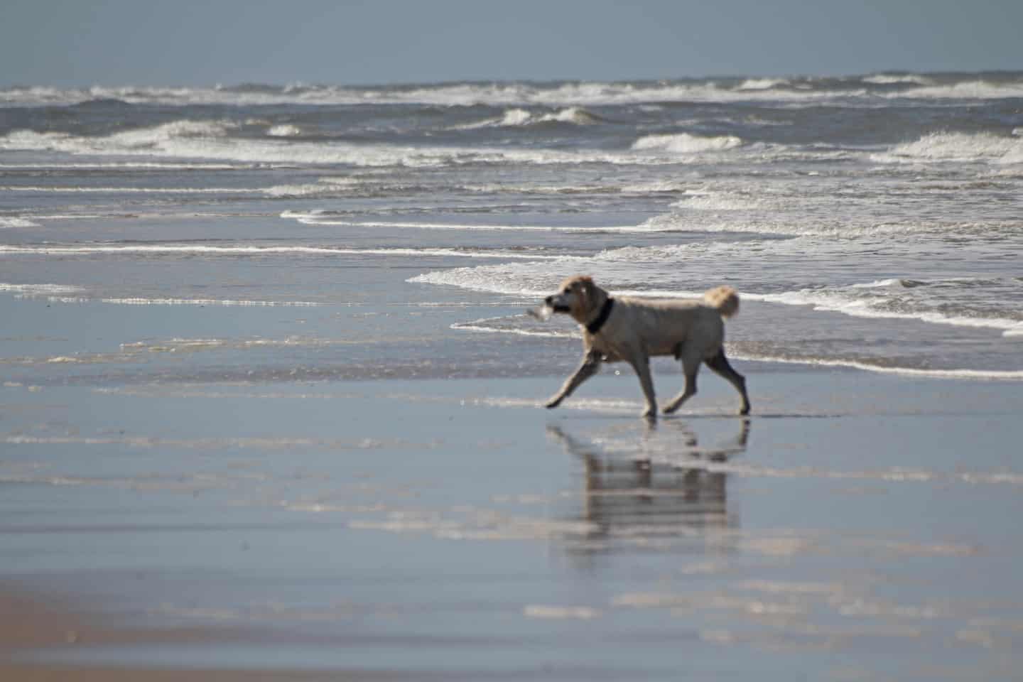 binær videnskabelig udtryk Vejers Strand: Er det lovligt at hunden går i vandet uden snor? | jv.dk