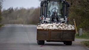 Sidste udbrud med fugleinfluenza skete i byen Vinderup i Vestjylland i april, hvor Fødevarestyrelsen aflivede 9000 ænder og 9000 gæslinger. Arkivfoto: Morten Stricker