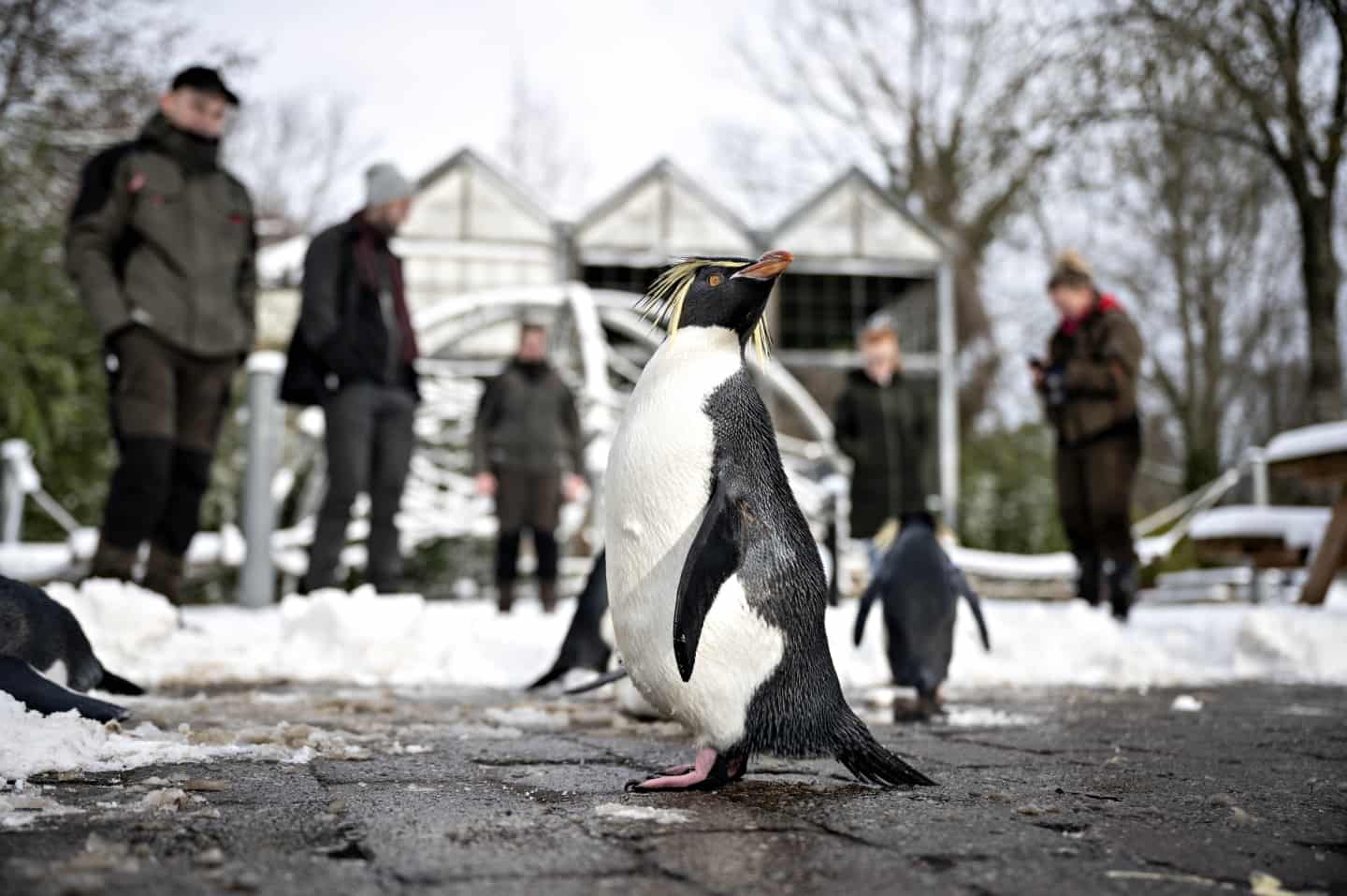 Odense Zoo Slap Pingvinerne Los I Sneen Ugeavisen Dk