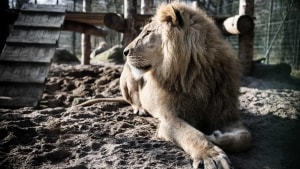 Tirsdag kan gæster igen komme ind og opleve dyrene i Givskud Zoo. Arkivfoto: Mette Mørk