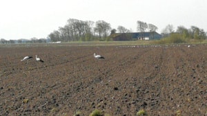 I forgrunden tre storke på marken ved Heirskovvej, tæt ved Gørding. I baggrunden til højre ses stork nummer fire. Foto: Jørn Petersen.