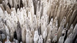 700 minkavlere mener, at de har fået for lidt for destruerede minkskind. Billedet er fra en kombineret minkfarm og pelseri i Ørnhøj sidste år. (Arkivfoto). Foto: Mads Claus Rasmussen/Ritzau Scanpix