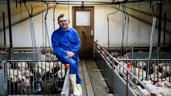 Skarp kritik af folketingskandidat i svinesag: - Det er alt andet end dyrevenligt