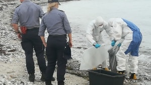 Vildsvin nummer syv fundet på Ærøs kyster i løbet af fire dage bliver her bugseret væk i en ligpose. Foto: Privat/Pia Jepsen