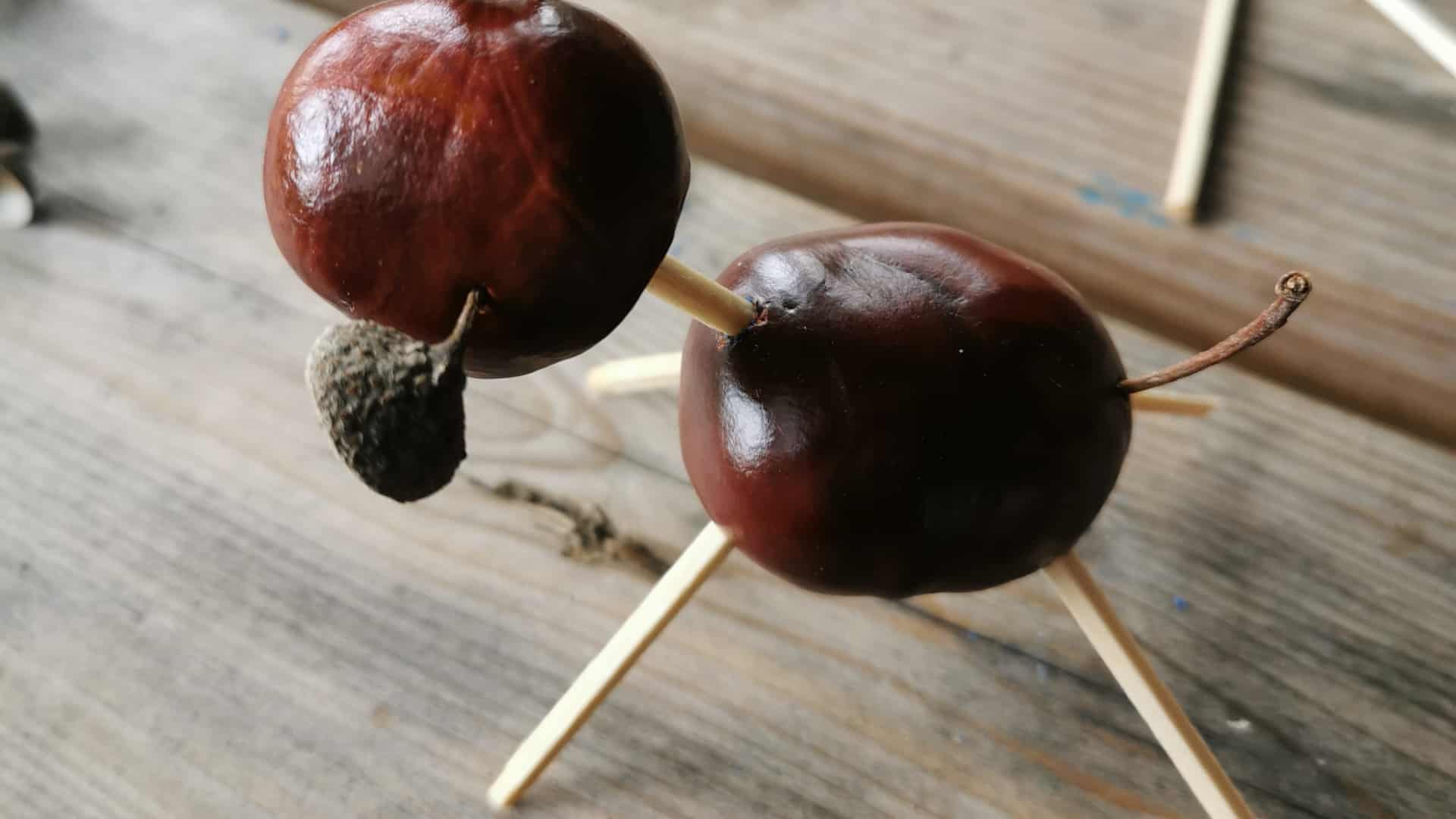 Naturfamilier Byggede Pindsvineboer Og Lavede Kastanjedyr Ugeavisen dk naturfamilier-byggede-pindsvineboer-og-lavede-kastanjedyr-ugeavisen-dk