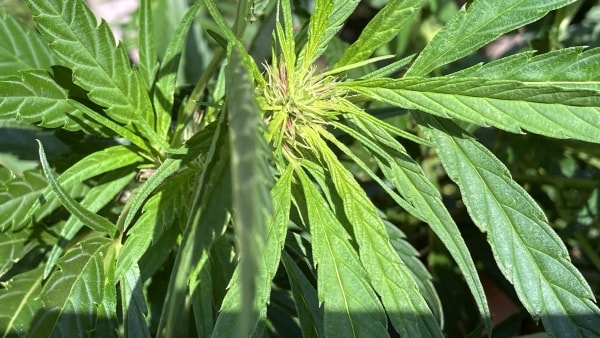 Kørte med cannabis i blodet