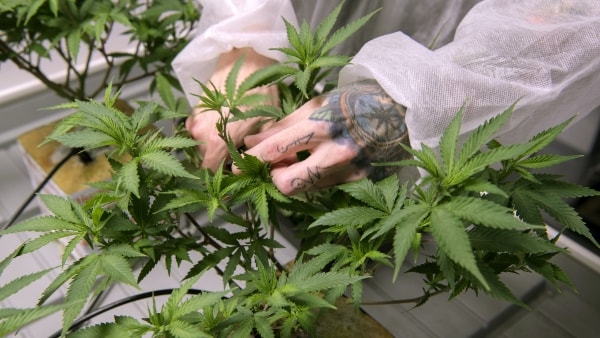 Cannabis-firma koblet til den russiske mafia skulle tvangsopløses: Nu er der skudt millioner ind