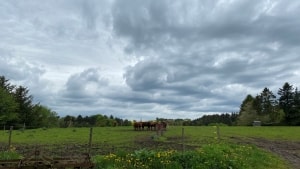 Bente Søndergaard har sendt dette billede til redaktionen. Hun skriver: Smuk himmel over Vork bakker i Ødsted. Vores Aberdeen Angus græsser det nyspirede græs, mens skyerne fylder himlen.