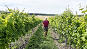 Vinbonde Jan Thrysøe fra Guldbæk Vingård syd for Aalborg på arbejde i vinmarkerne. Det varme sommervejr har været godt for de danske druer. Vinavlerne oplever en vækst som aldrig før, og de forventer at høste op til 14 dage før tid i september. 
