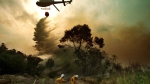 Det er voldsomt og ustyrligt, når en skovbrand får fat som her i Australien. Foto: David Gray/Ritzau Scanpix